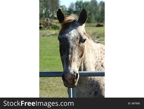 horse head  stock images   stockfreeimagescom