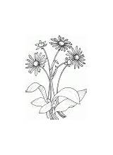 Coloring Pages Gerbera Camomile Magic sketch template