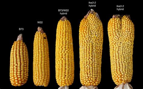 discovery   stem cell pathway  route   higher yields  maize staple crops