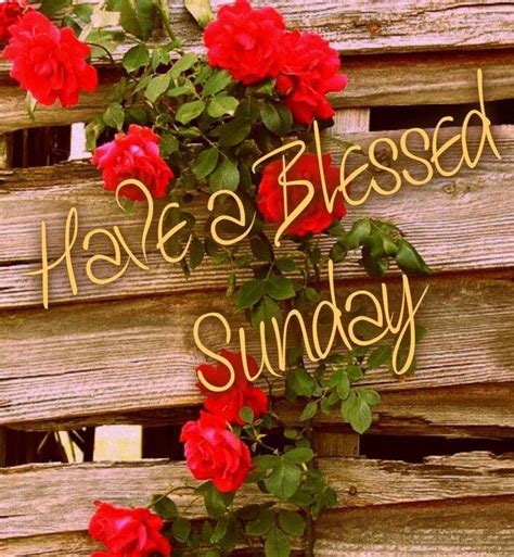 blessed sunday pictures   images  facebook tumblr pinterest  twitter
