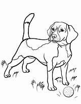 Beagle Coloring Pages Dog Beagles Puppy Printable Drawing Books Kids Cute Dogs Label Hennessy Vector Sheets Colorir Getdrawings Templates Animal sketch template