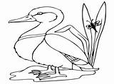 Mallard Coloring Duck Flying Pages Getcolorings sketch template