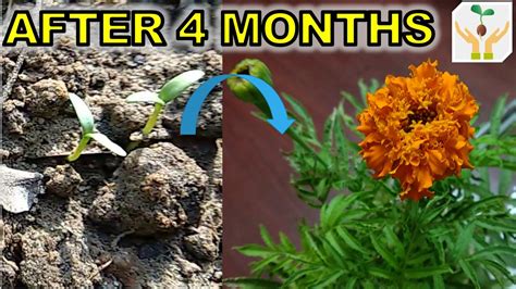 grow marigold  seeds  hindi  growing pot marigold