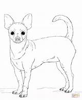 Chihuahua Coloring Pages Dog Printable Pug Pomeranian Dogs Beverly Hills Print Drawing Puppy Kids Sketch Animals Teacup Coloringhome sketch template