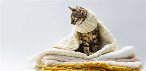 cat flu symptoms  treatment