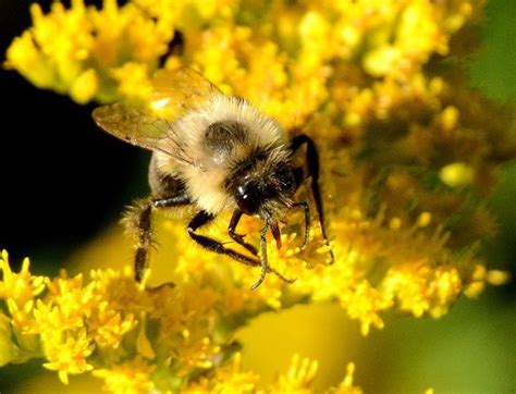 heard  buzz  pollinator week    pollinators