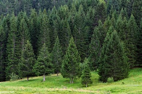 image   forest  coniferous trees   french alps conifer trees