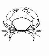 Colouring Crabs Getdrawings sketch template