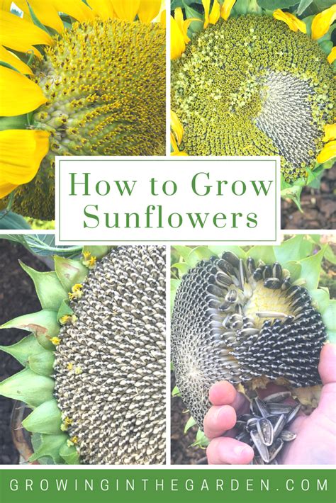 grow sunflower seeds  home jangs garden plant