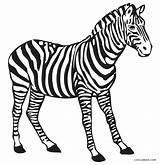 Zebra Coloring Pages Zebras Printable Kids Clipart Print Zum Ausmalen Ausdrucken Malvorlage Kostenlos Und Same Two sketch template