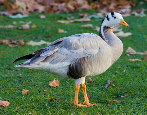 filebar headed goose st jamess park london nov jpg