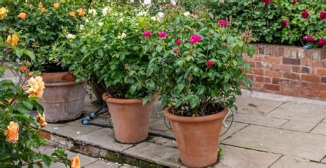 guide  growing roses  pots  containers