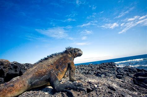 Biodiversity In The Galapagos Islands Explored Britan