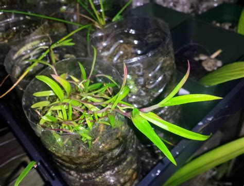 epiphytes  economics growing orchids  seed  easy