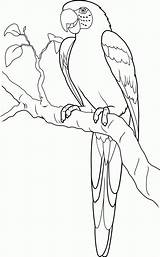 Coloring Macaw Pages Colouring Scarlet Print sketch template