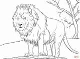 Coloring Lion Pages Male African Printable Skip Main Drawing sketch template