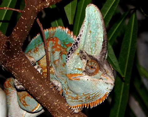 karma chameleon yemen veiled chameleon chamaeleo calyptra… flickr