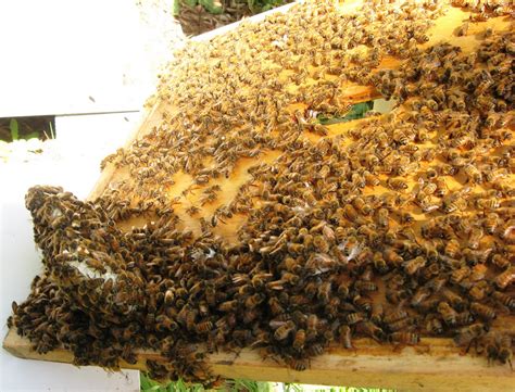 town bees swarm hive