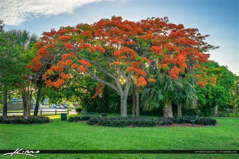 royal poinciana tree  park florida