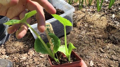 transplant zucchini seedlings youtube