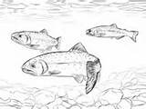 Coloring Pages Trout Fish Cutthroat Printable Greenback Trouts Drawings Crafts Glass Woodburning Engraving Printables Cartoon Painting sketch template