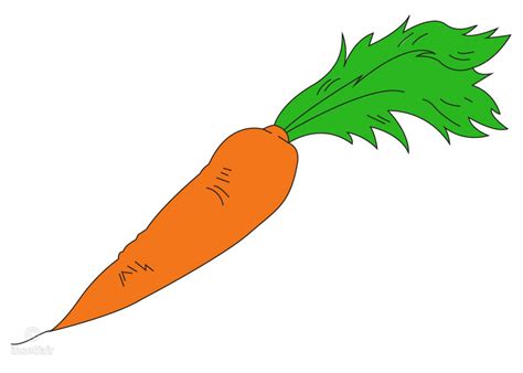 carrot clipart cartoon carrot cartoon transparent