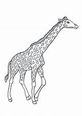 Giraffe Giraffa Pianetabambini Versione Singolarmente sketch template