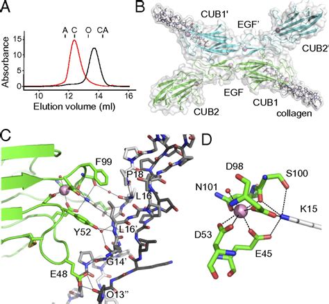 Structural Basis Of The C1q C1s Interaction And Its Central Role In