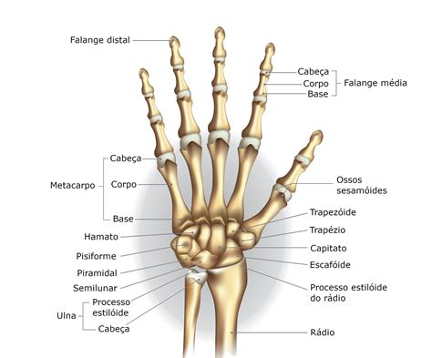 Ossos Da Mão Anatomia Do Corpo Humano Biologia