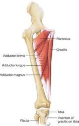 adductor definition  adductor  medical dictionary