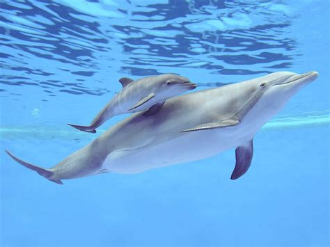 bottlenose dolphin dies   brookfield zoo business insider