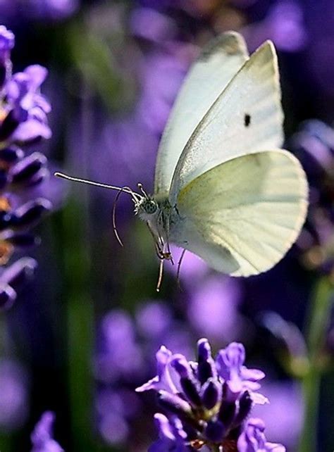 white butterfly   butterfly pinterest white butterfly butterfly  moth