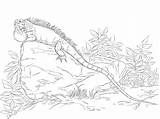 Iguana Colorear Realisitc Reptiles Coloringonly sketch template