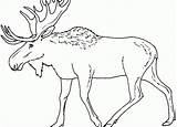 Moose Coloring Pages Eland Print Elk Color Head Drawing Printable Animal Caribou Animals Sheet Face Kids Outline Colouring Draw Line sketch template