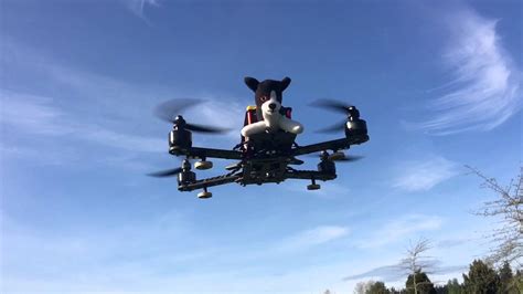 dog flying  drone youtube
