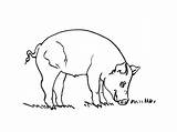 Porc Colorat Desene Cochon Planse Cochons Coloriages Animale Domestice Purcel Mamifere Desenat Imprime Partage Télécharge Cheie Cuvinte sketch template