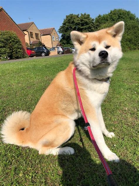 Amber 5 Year Old Female Japanese Akita Available For