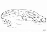 Salamander Salamandra Salamandre Ausmalbilder Ausmalbild Colorare Amphibien Supercoloring Coloringbay Realista Malvorlagen Kostenlos sketch template