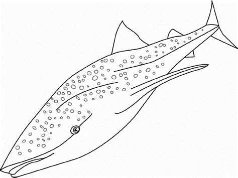 whale shark coloring pages coloring pages pinterest whale sharks