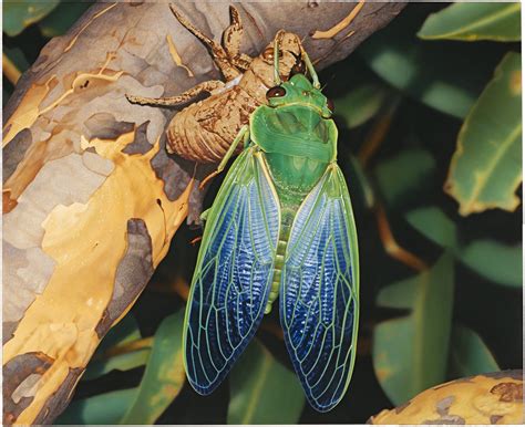 The Cicada S Deafening Shriek Is The Sound Of Summer And Humans Have