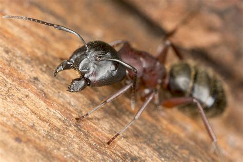 carpenter ants      hurt  home