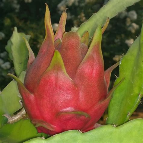 spicyexoticscom pitaya dragon fruit plant cuttings  etsy