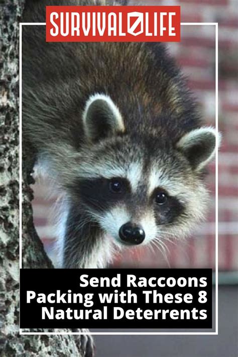 rid  raccoons infographic  rid  raccoons raccoon repellent raccoon