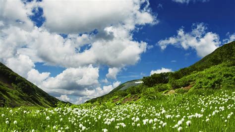groene heuvels met witte bloemen hd wallpapers