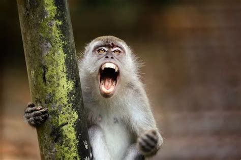 town tormented  monkey   attacking women  cops