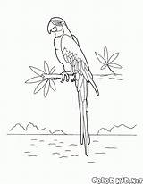 Guacamayos Macaw Colorare Disegni Araras Macaws Aves Aras Malvorlagen Colorkid Uccelli Fliegen Oiseaux Coloringbay Colorier Coloriages Pt sketch template
