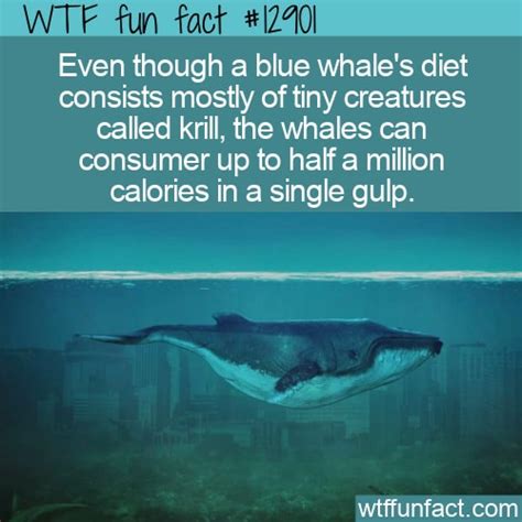 wtf fun fact  blue whale calorie intake