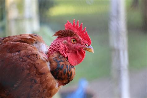free images bird wildlife red beak chicken fowl fauna rooster