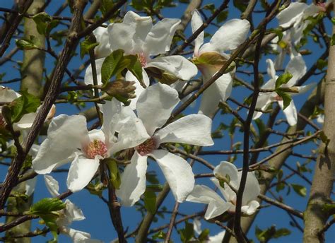magnolia kobus trees  shrubs