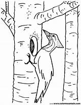 Woodpecker Coloring Pages Tree Birch Kids Printable Color Drawing Template Getcolorings Robin Getdrawings sketch template